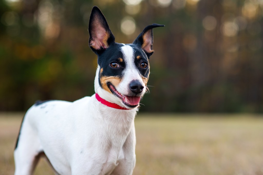 Rat Terrier in a clearing in the woods at sunset.