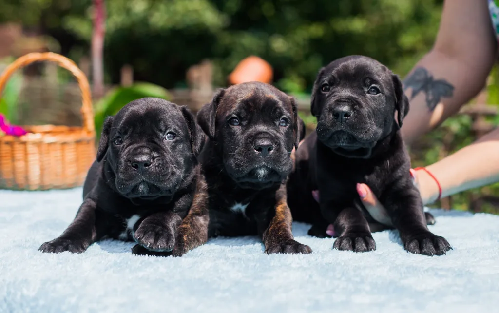 Three Cane Corso puppies in the garden.