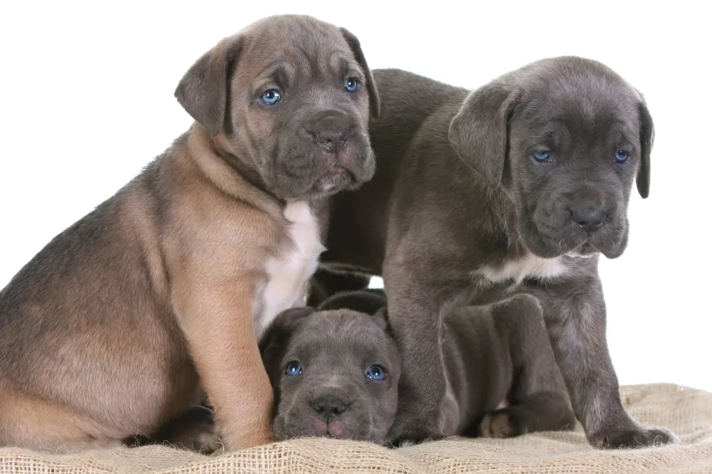 Young Italian Mastiff puppies.