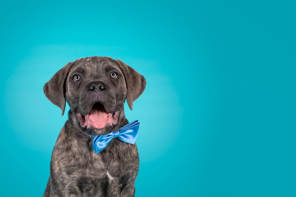 Cane Corso puppy against turquoise background.