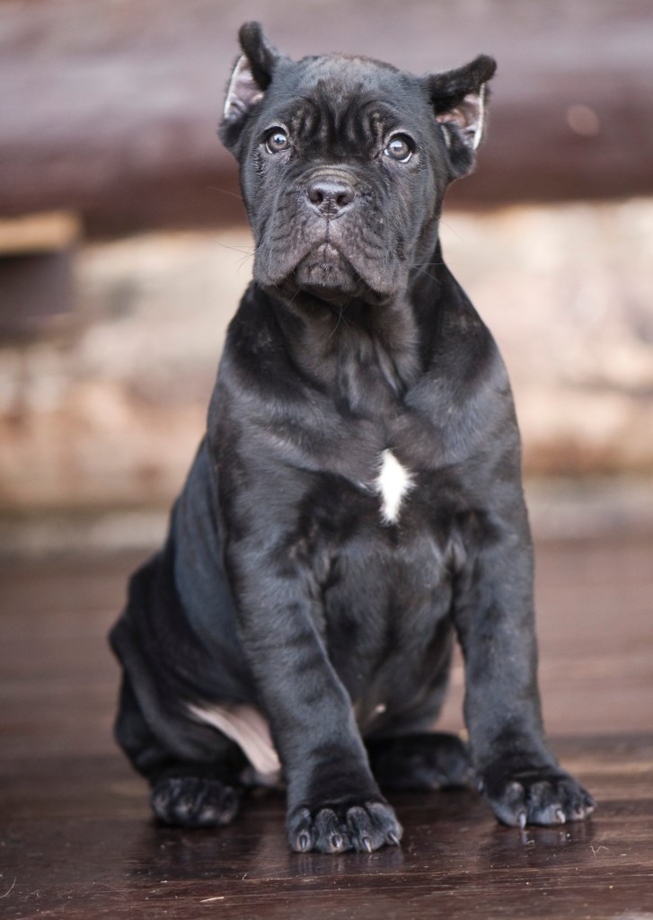 Cane Corso puppy.