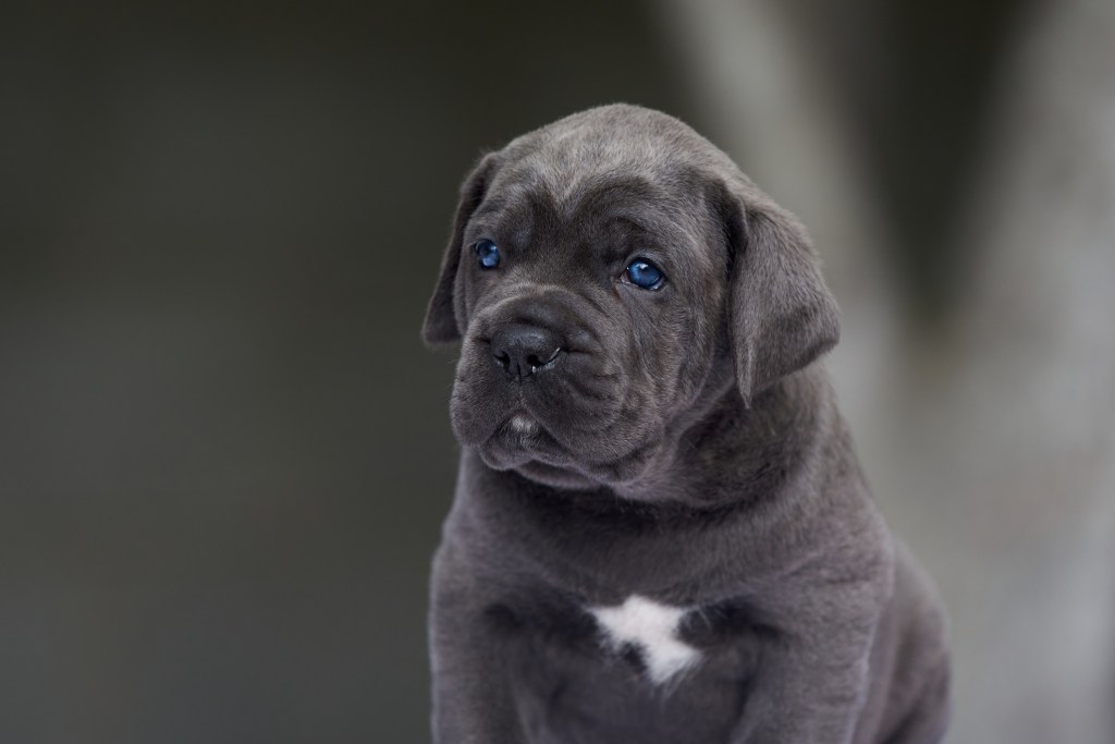 Portrait of Italian Mastiff puppy.