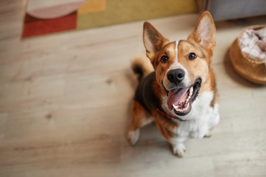 Happy dog looking up at camera with smile and tongue out while performing the zoomies.