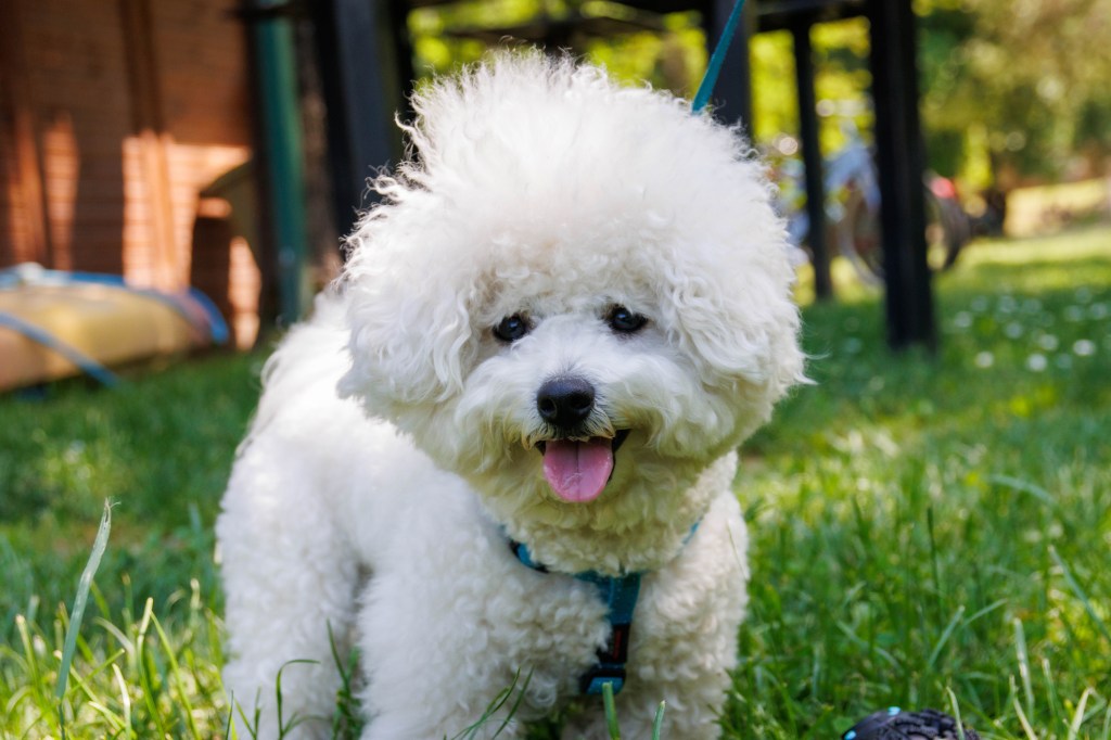 Bichon Frise dog —looking like a teddy bear — in the park on a sunny day.