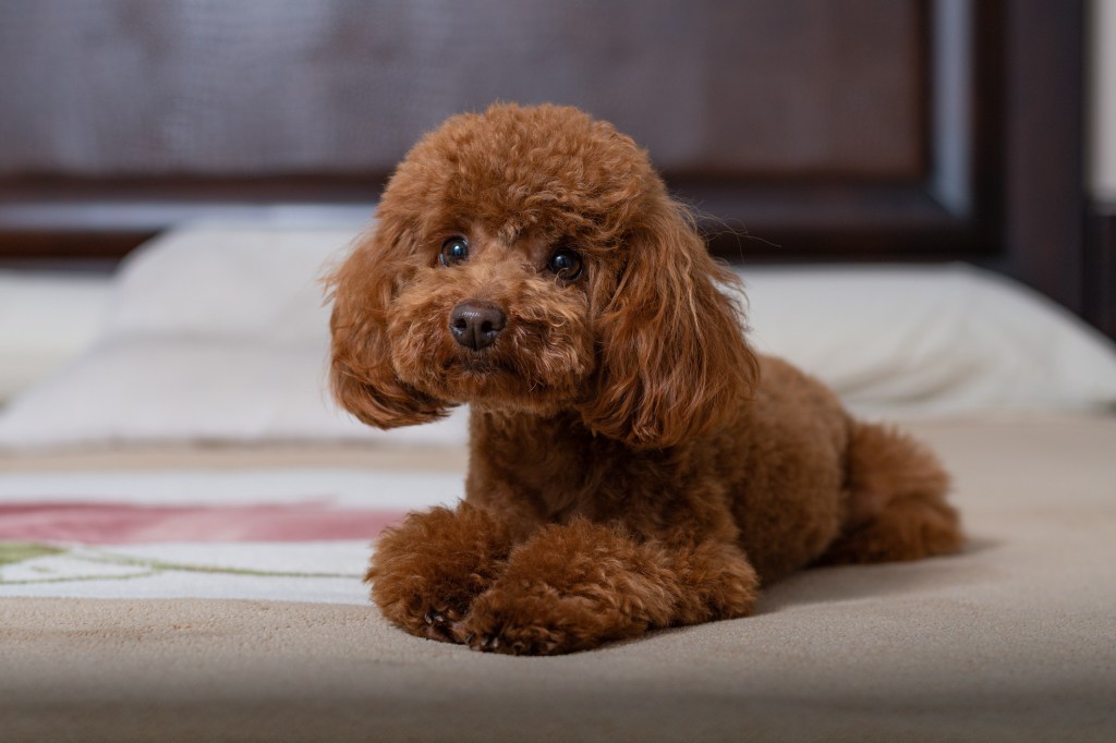 Toy Poodle on the bed looking camera.