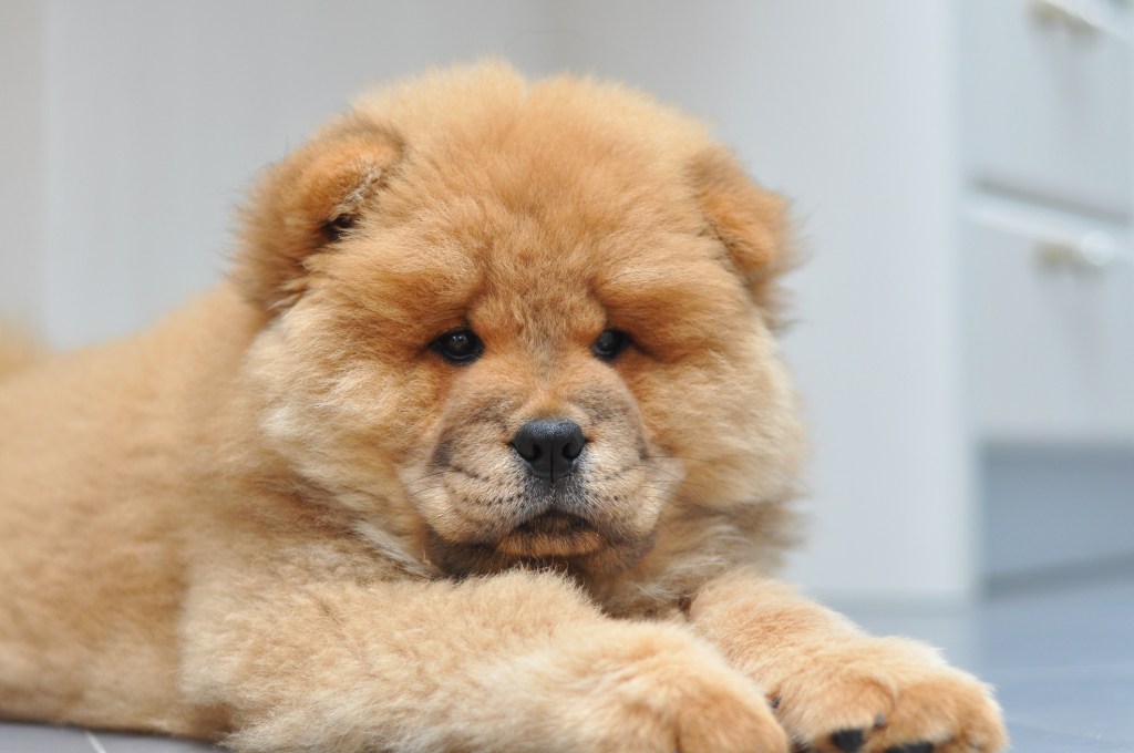 Chow Chow puppy with an adorable teddy bear-like appearance in the house