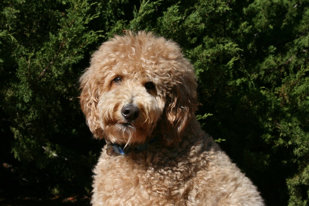 Tan Goldendoodle teddy bear dog breed posing in front of greenery.