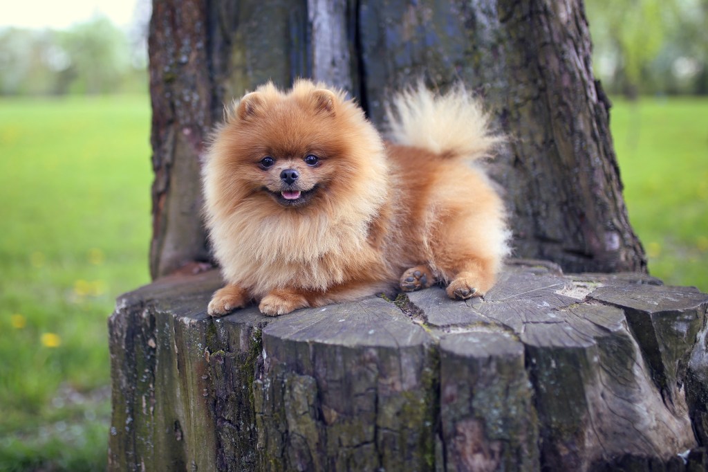 Pomeranian dog sitting on a bark.