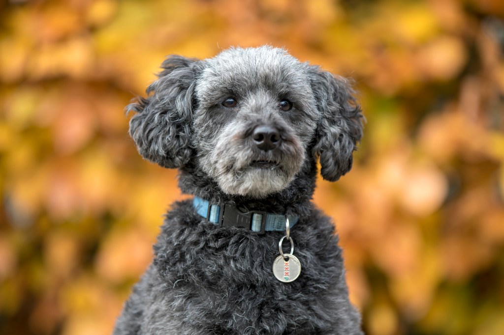 Teddy Bear Dog Breeds Cuddly Puppies and Dogs Who Look like Cute Bears