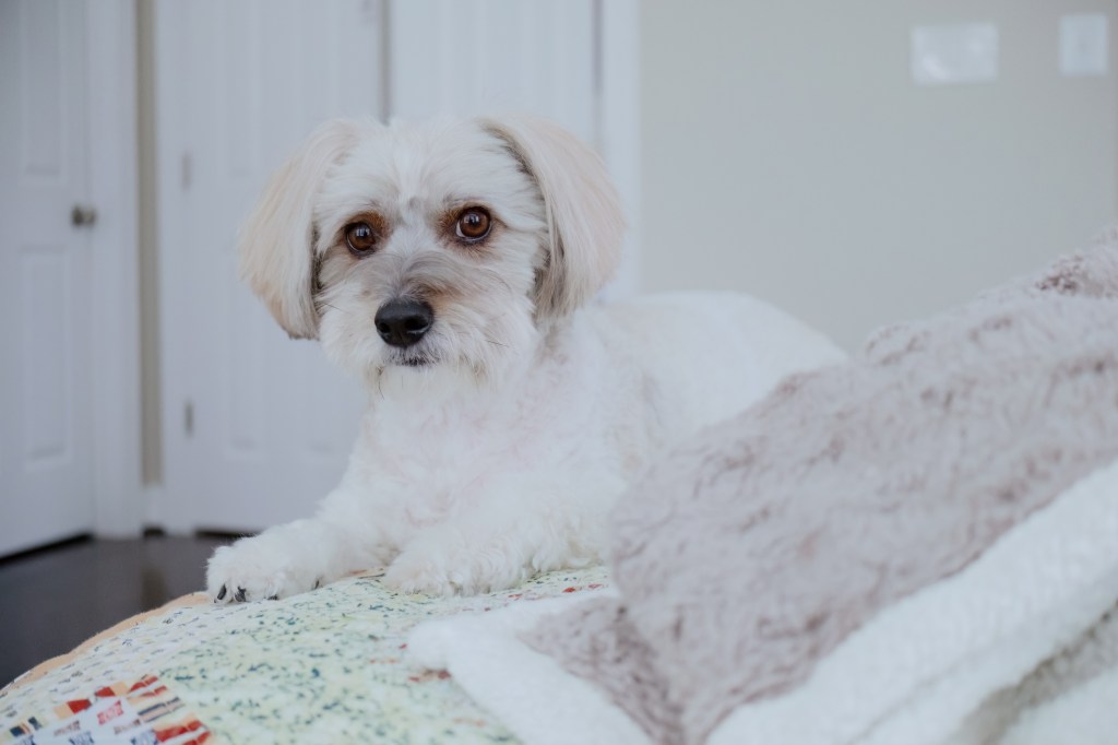 Close-up of a tricolor Coton de Tuléar relaxing on bed.