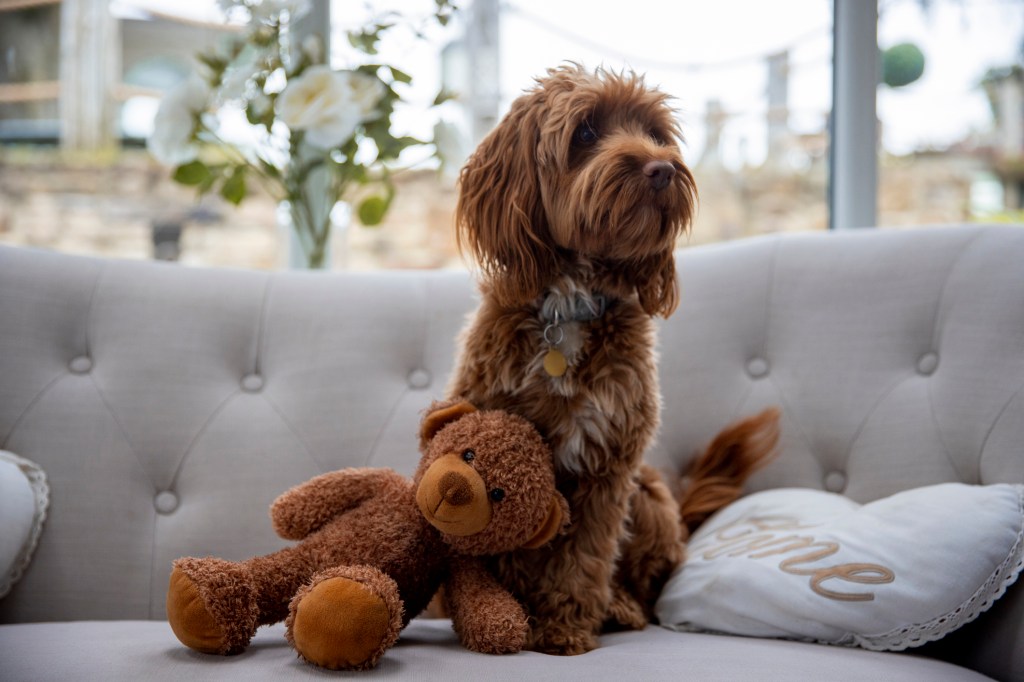 A fluffy Cockapoo sitting on a sofa in a house with a teddy bear and cushion next to the dog.