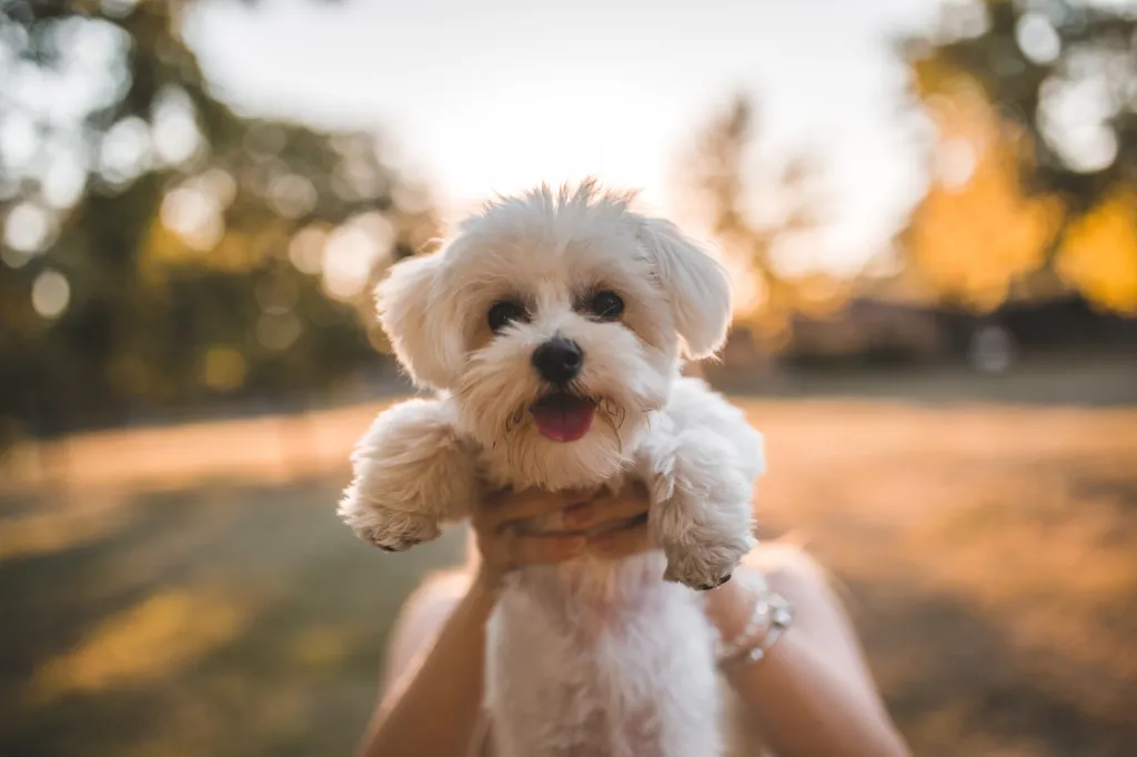 An unrecognizable woman holds a mini Maltese dog directly to the camera.