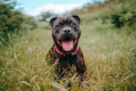 Staffordshire Bull Terrier sticking out tongue while being playful — one of the pros of the breed —on grassy field.