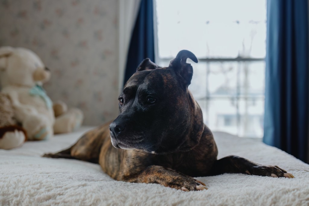 Close-up of Staffordshire Bull Terrier dog resting comfortably on bed — the breed’s adaptability to apartment living being a pro.