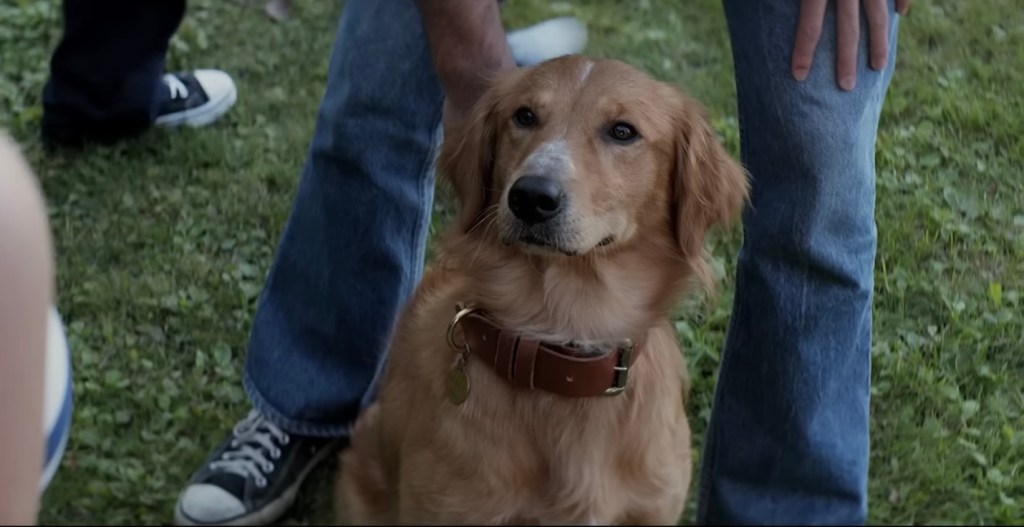 Bailey from “A Dog’s Purpose.”