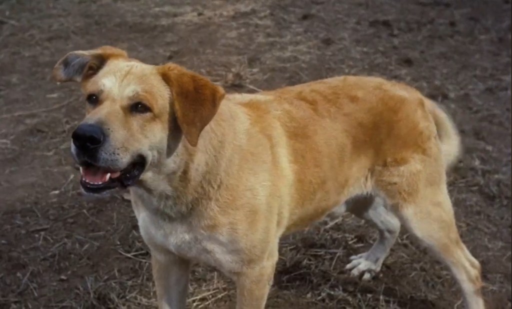 Dog from “Old Yeller” — a movie with a sad ending.