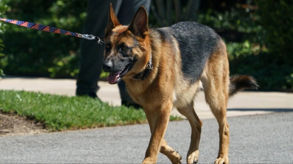 US President Joe Biden's dog “Commander” walks on the south grounds of the White House in Washington, DC on August 9, 2022.