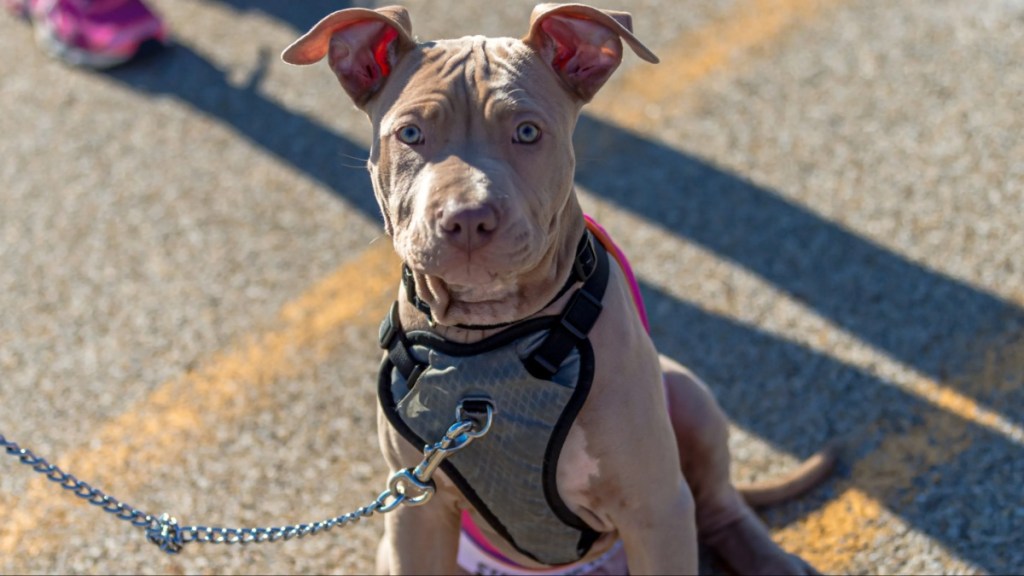 Blonde pit bull puppy with erect ears and looking at the camera
