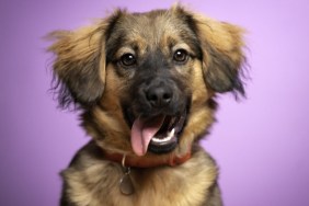 Studio portrait of a happy dog sitting on a purple background.