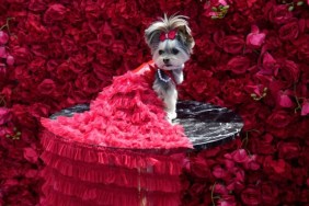 Livie, a Morkie dressed as Salma Hayek, during the "Pet Gala" in New York City on May 22, 2023. The Pet Gala recreates outfits from the Met Gala for animals.