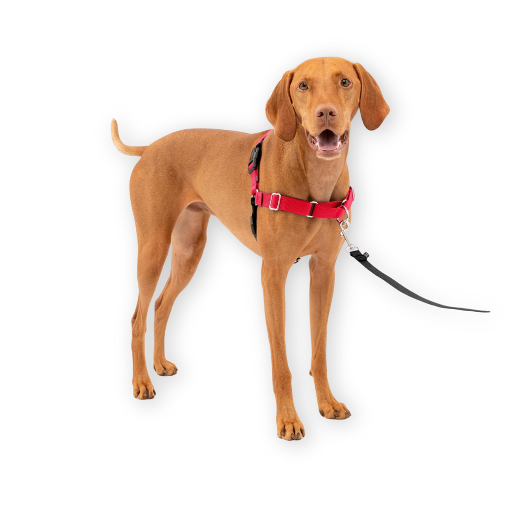 PetSafe Dog Harness