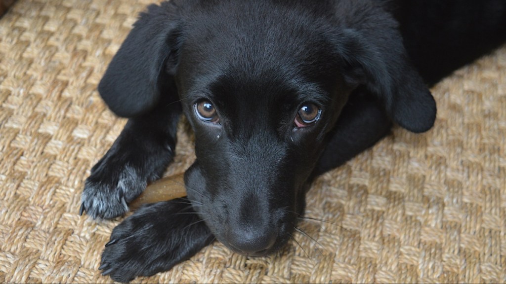5-Month Old Labrador Retriever Mix Puppy Dog