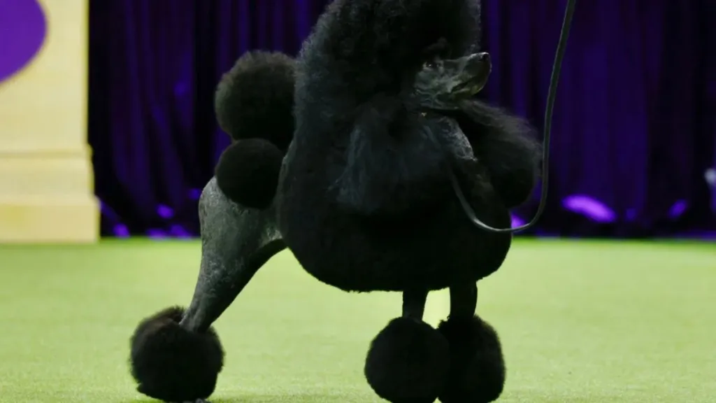 Sage, a Miniature Poodle from Houston, Texas, stands before winning the Best in Show group during the Annual Westminster Kennel Club Dog Show at Arthur Ashe Stadium in Queens, New York, on May 14, 2024.