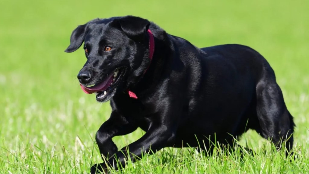 Black Labrador Retriever similar to the UC Davis “bat dog” Cori.
