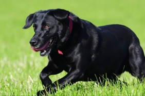 Black Labrador Retriever similar to the UC Davis “bat dog” Cori.