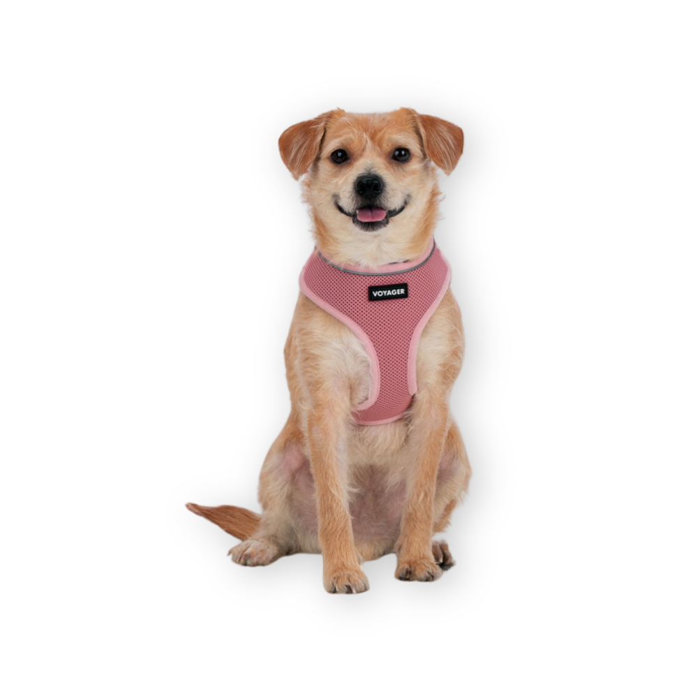 Voyager Dog Harness