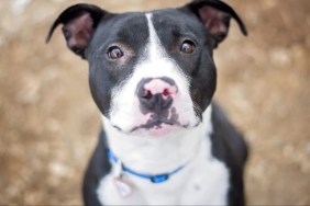 Black and white Pit Bull similar to the dog abandoned in Connecticut who is now ready for adoption.