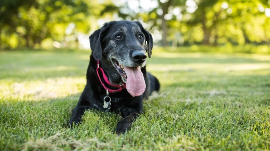 A black Labrador Retriever dog with white hair on face lying down in grass in a park outdoors.