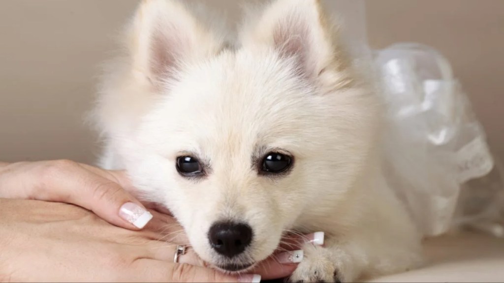 Pomeranian dog in hands of her owner in wedding.