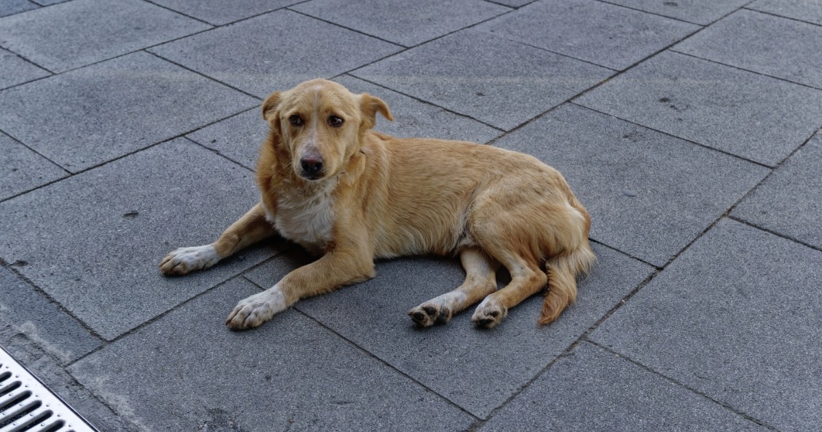 Neighborhood Dog Dragged Away by Animal Control in Arizona