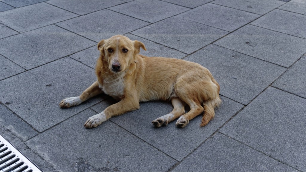 A domestic dog waiting for food in front of a restaurant