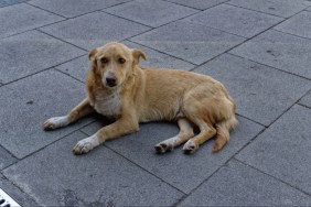 A domestic dog waiting for food in front of a restaurant