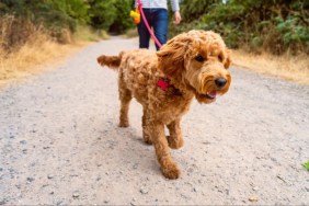 Low angle view of a teenage boy walking a Golden Doodle dog along a path in a park.