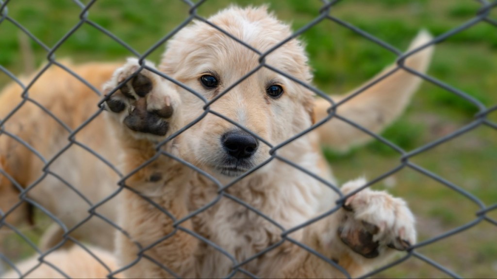 A sad golden puppy dog climbed on wire fence.