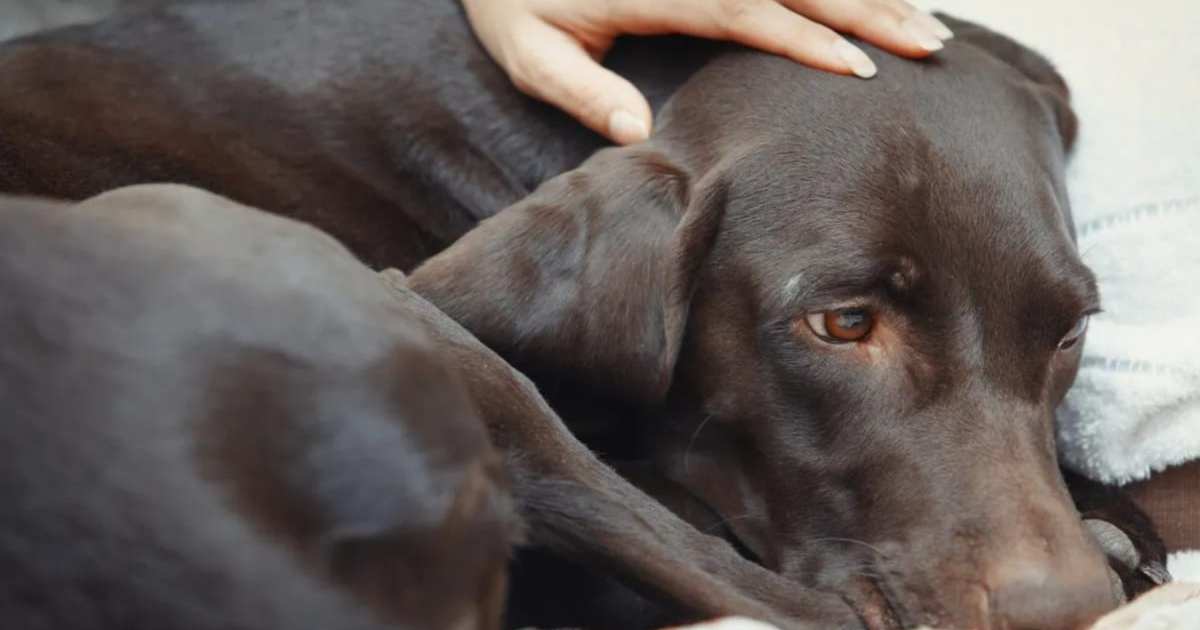 Which Are the US States With the Highest Risk of Pet Illnesses?