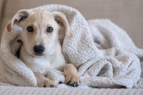 Puppy in a blanket looking at the camera.