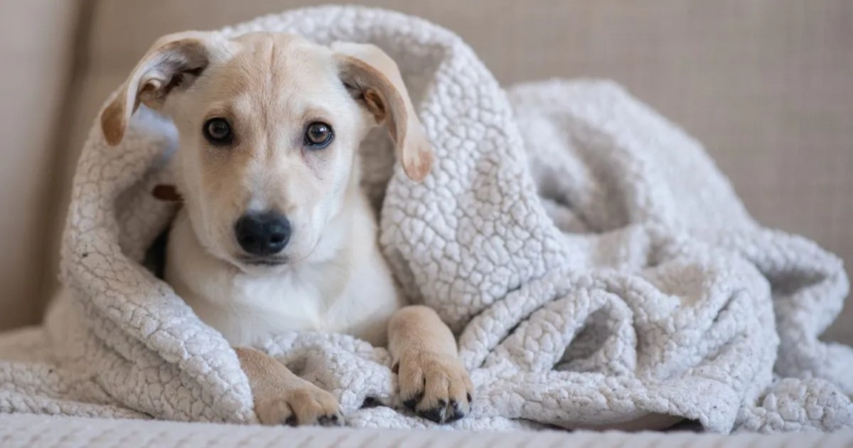 Which Are the US States With the Lowest Risk of Pet Illnesses?