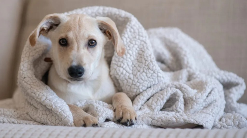 Puppy in a blanket looking at the camera.