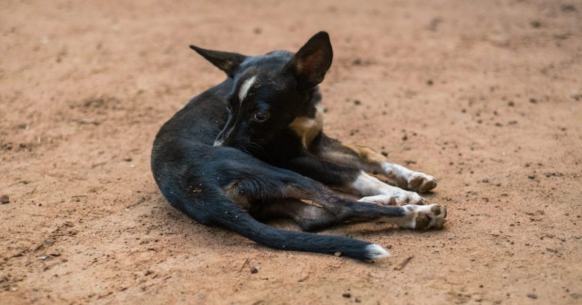 Malnourished Puppy Abandoned in PortaPotty in Indiana
