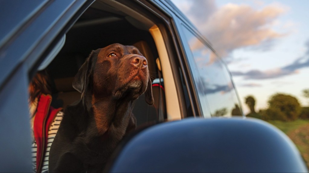 A cute chocolate labrador dog takes in the view from a mobile home window.
