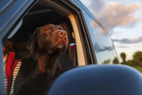 A cute chocolate labrador dog takes in the view from a mobile home window.