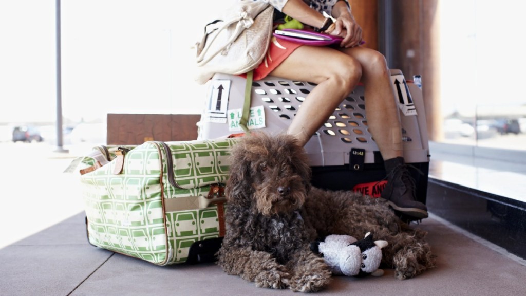 Woman waiting at airport with dog and bags