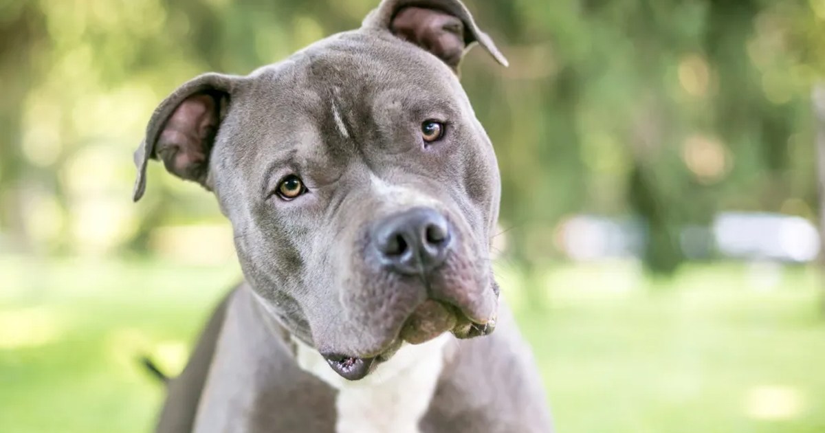 Indiana Shelter Dog Deserted By Family, Looking For New Home