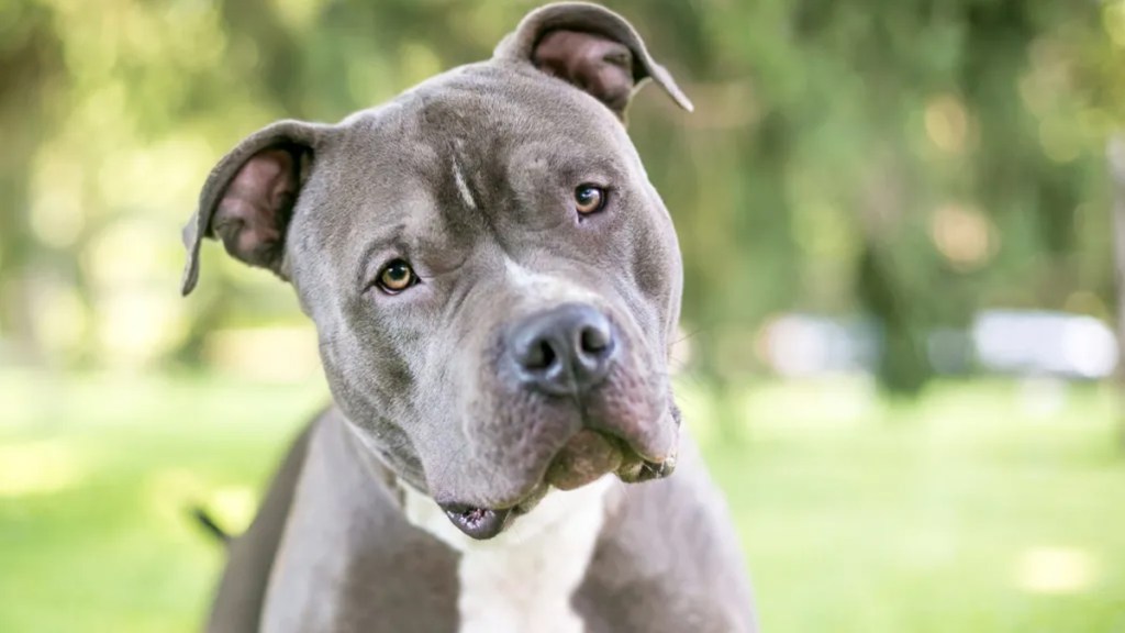 A gray and white Pit Bull Terrier mixed breed dog listening with a head tilt