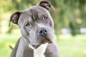 A gray and white Pit Bull Terrier mixed breed dog listening with a head tilt