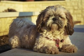 A view of a Shih-Poo dog — similar to the dog shot — sitting on the ground and looking at the camera.